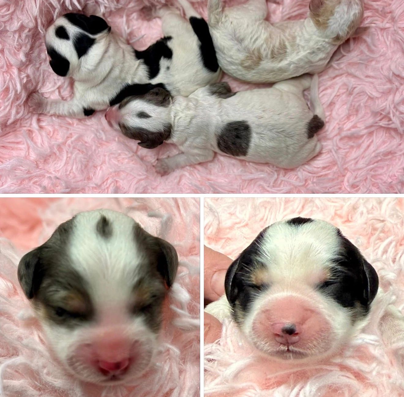 Puppies for Adoption